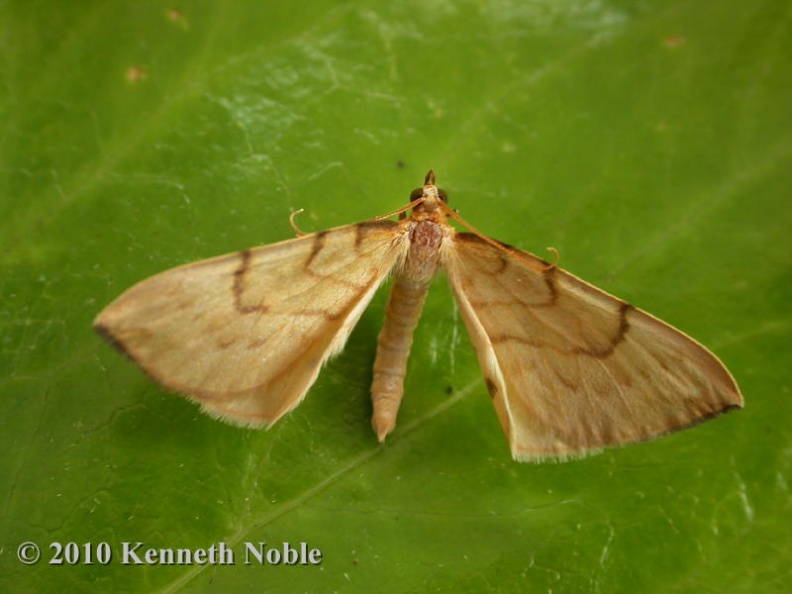 barred straw ex10110 _800_.JPG